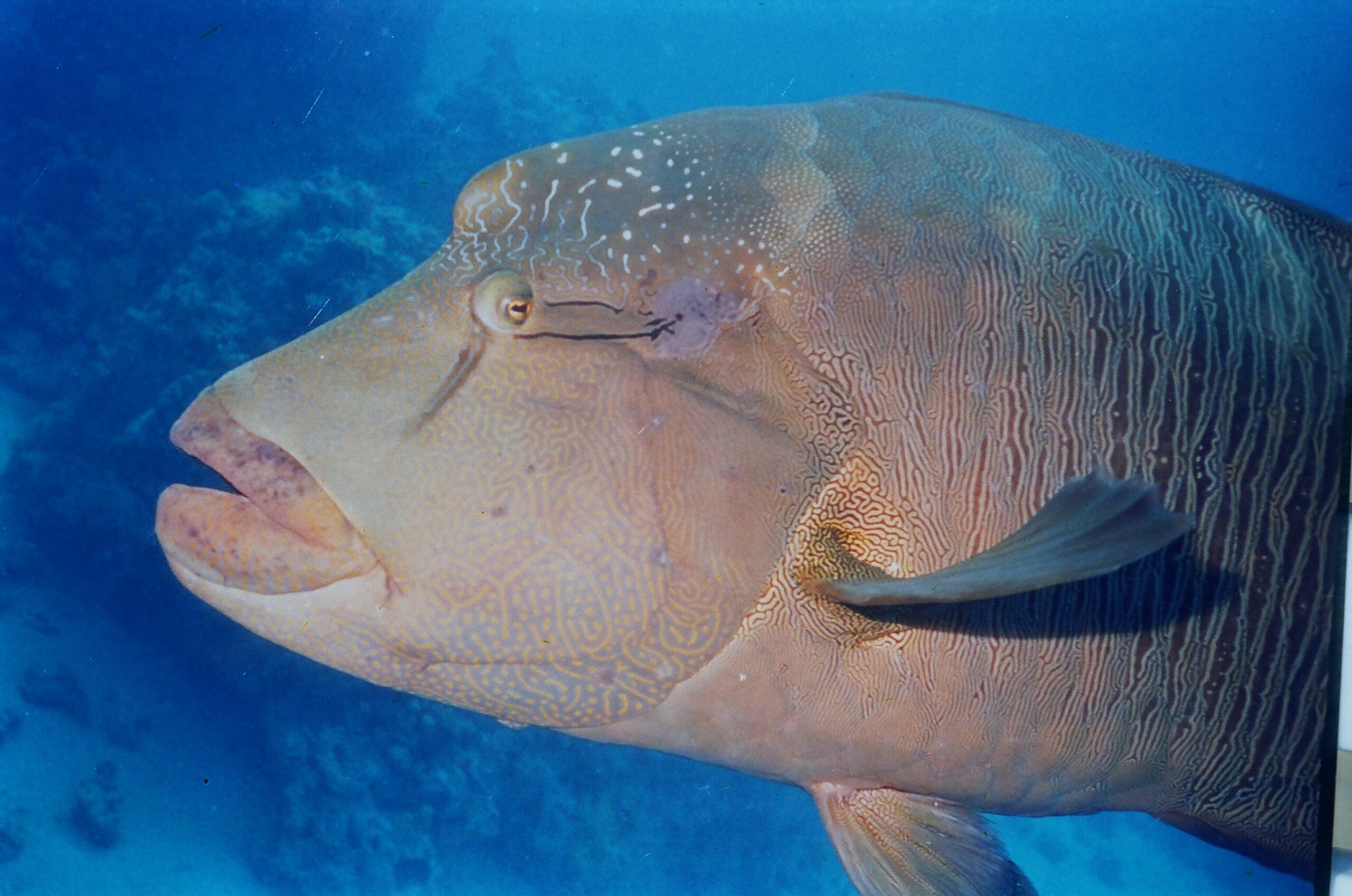 Napoleon fish with gray colors