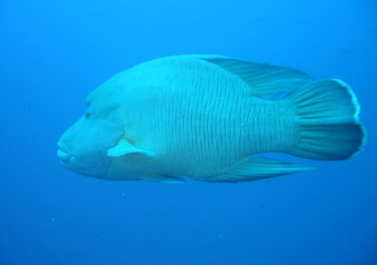 Napoleon fish, legendary inhabitant of the Red Sea
