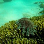 Crown-of-thorns starfish