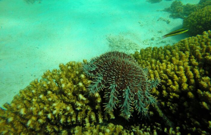 Crown-of-thorns starfish