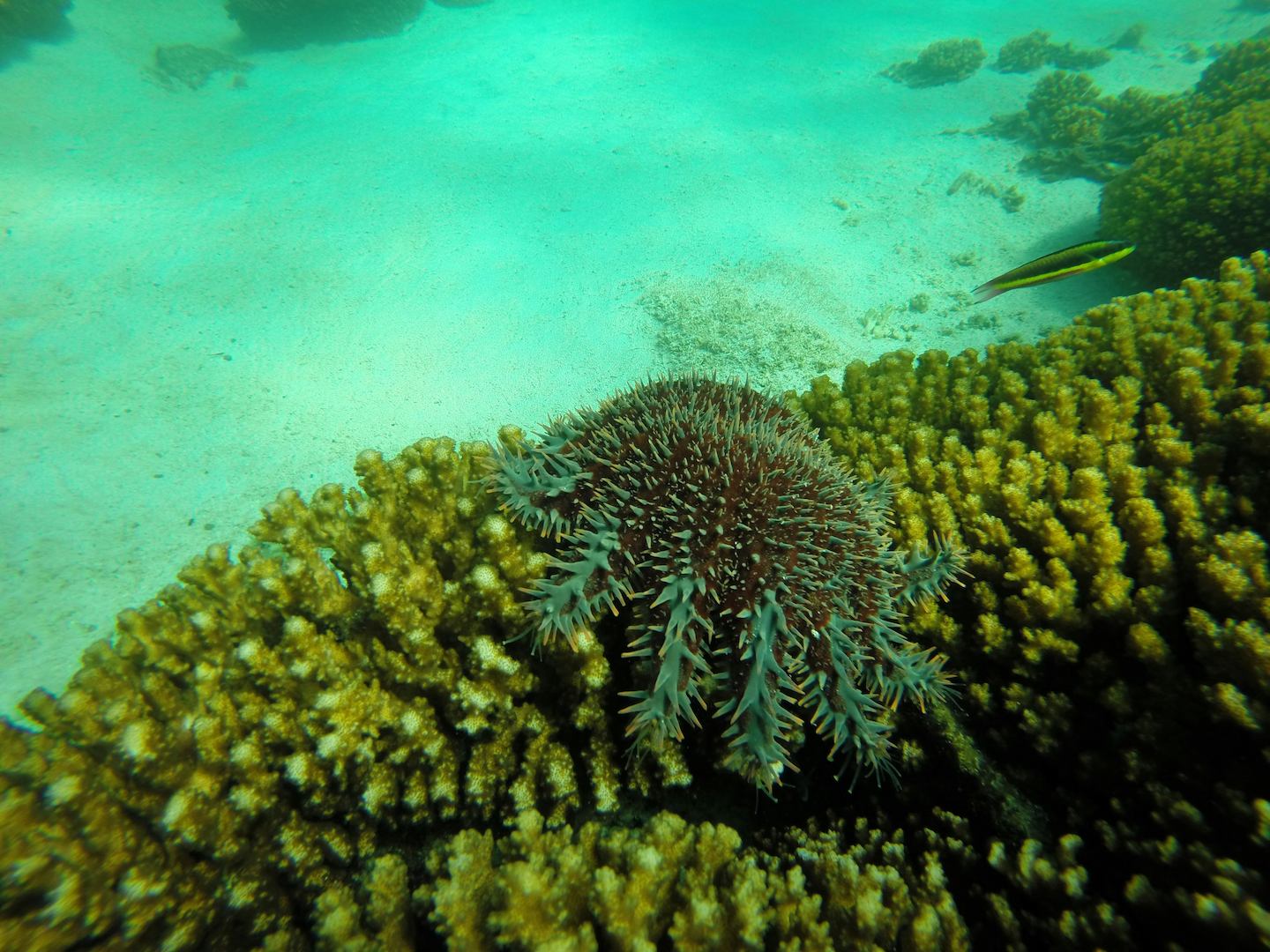 Crown-of-thorns starfish