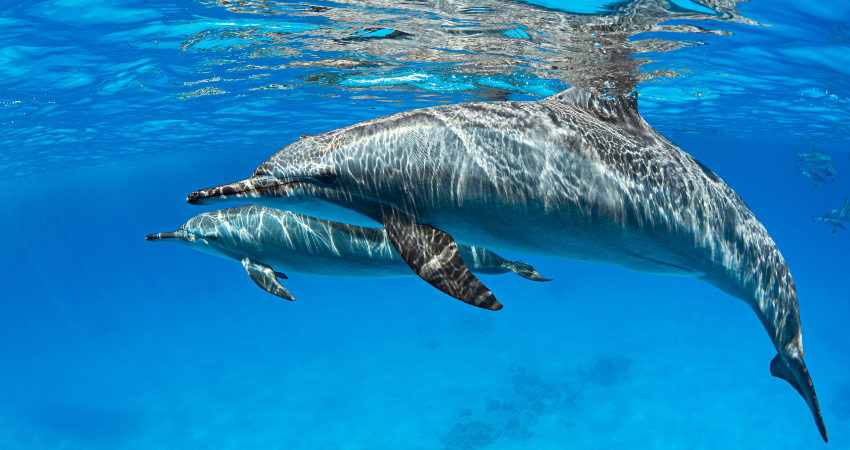 mother and baby dolphin in the blue sea breathe underwater