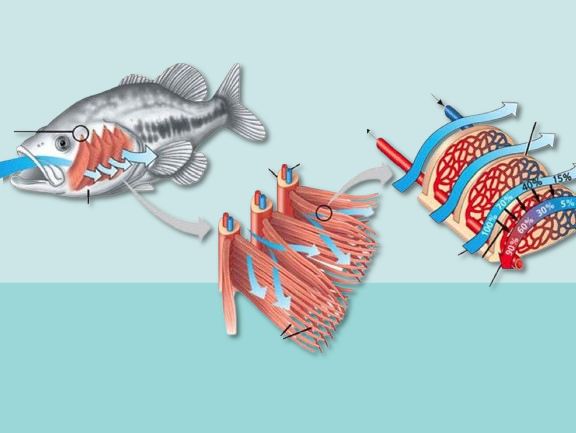 How do marine creatures breathe underwater