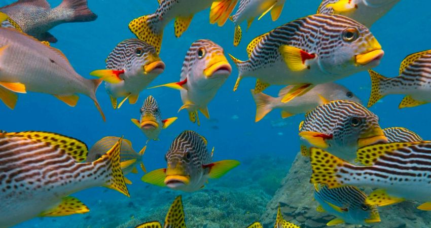 colorful fish swimming in crystal-clear water