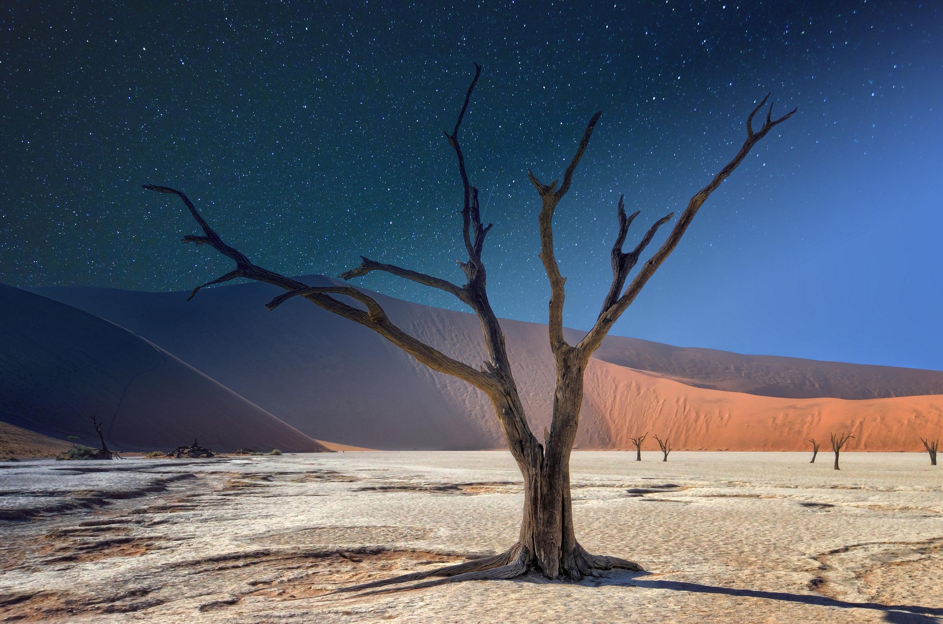 lonely tree in the desert