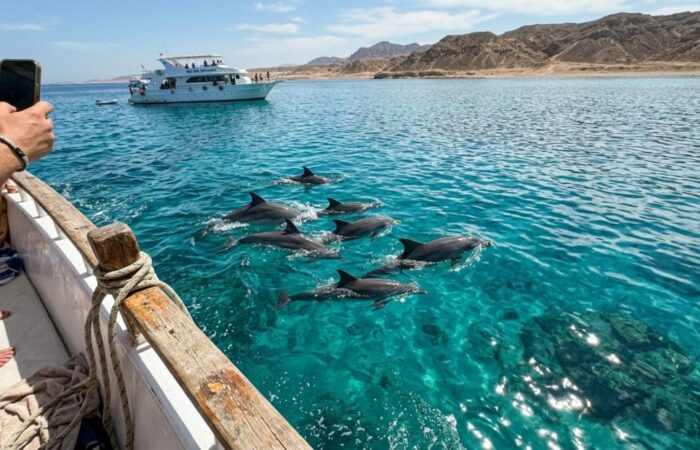Tourists watching dolphins swimming near a boat in Hurghada Today